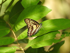 Graphium doson evemonides