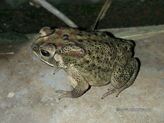 Duttaphrynus melanostictus