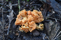 Ramaria capitata