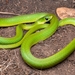 Green Water Snake - Photo (c) Gus Benson, some rights reserved (CC BY-NC), uploaded by Gus Benson