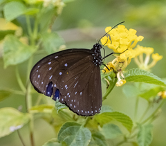 Euploea mulciber mulciber