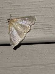 Glaphyria sesquistrialis