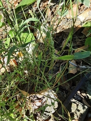 Poaceae