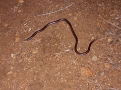 Rena humilis humilis