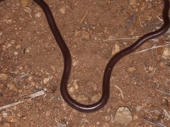 Rena humilis humilis