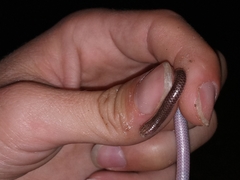 Rena humilis humilis