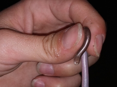Rena humilis humilis