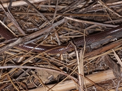 Rena humilis humilis