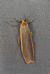 Eilema lurideola