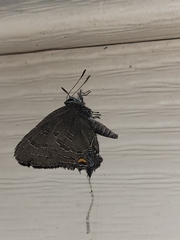 Satyrium calanus