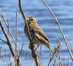 Passerculus sandwichensis beldingi