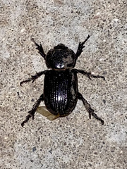 Hemiphileurus illatus