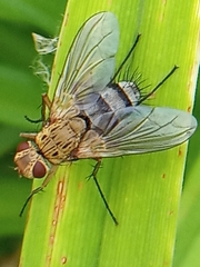 Dexiosoma caninum