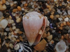 Conus miliaris