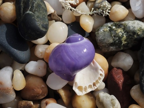 Violet Globe Snail