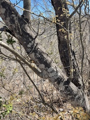 Vachellia californica
