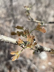 Vachellia californica