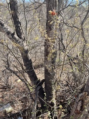 Vachellia californica