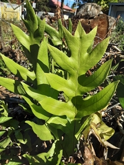 Drynaria