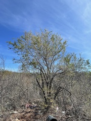 Vachellia californica