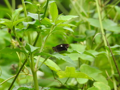 Notocrypta paralysos varians