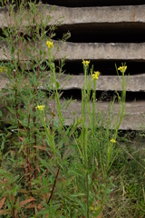 Erysimum virgatum