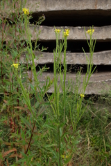 Erysimum virgatum