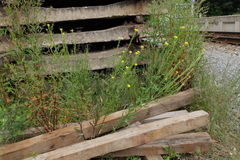 Erysimum virgatum