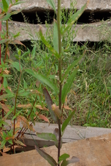 Erysimum virgatum