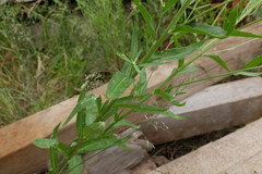 Erysimum virgatum