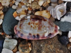 Talostolida pellucens