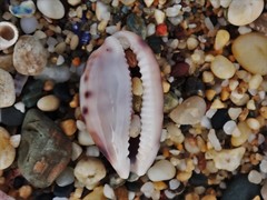 Talostolida pellucens