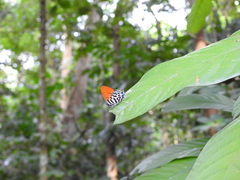 Drupadia ravindra moorei