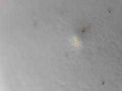 Takecallis arundinariae