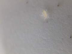 Takecallis arundinariae