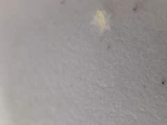 Takecallis arundinariae