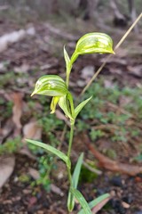 Pterostylis smaragdyna