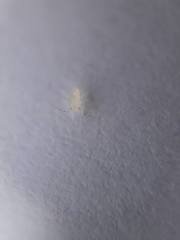 Takecallis arundinariae