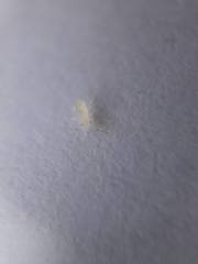 Takecallis arundinariae