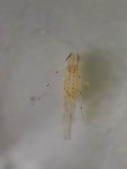 Takecallis arundinariae