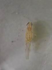 Takecallis arundinariae