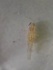 Takecallis arundinariae