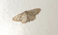 Idaea ptyonopoda