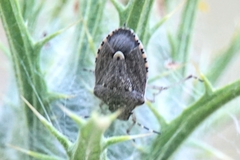 Holcostethus albipes