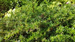 Berberis candidula