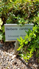 Berberis candidula