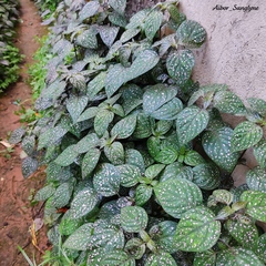 Hypoestes phyllostachya