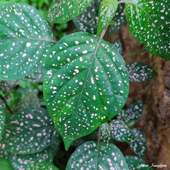 Hypoestes phyllostachya