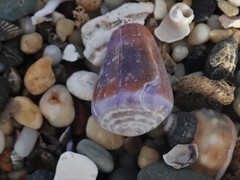 Conus sanguinolentus