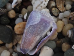 Conus sanguinolentus